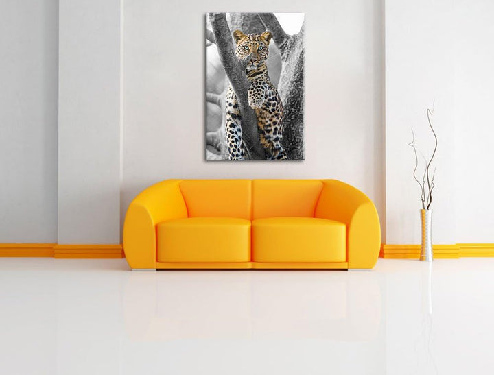 maiestätischer Leopard auf Baum schwarz/weiss auf Leinwand, XXL riesige Bilder fertig gerahmt mit Ke