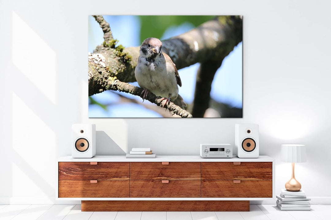 deyoli neugieriger Vogel Format: 60x40 als Leinwandbild, Motiv fertig gerahmt auf Echtholzrahmen, Ho