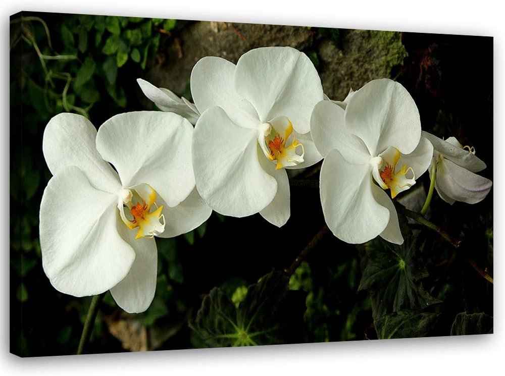 Feeby Wandbild Orchideen Druckbild Leinwandbild Blumen Weiss 100x70 cm Leinwandbild 100x70 cm Weiss_