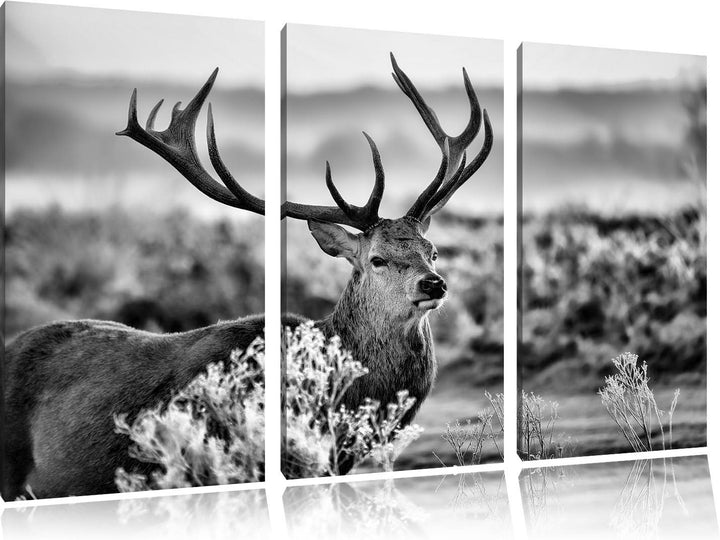 Pixxprint Stolzer Hirsch auf Wiese als Leinwandbild | Grösse: 3 Teilig (120x80) | Wandbild| Kunstdru