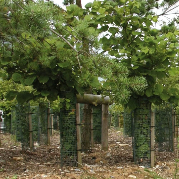 TUBEX Treeguard Strauch-/Baumschutz-Gitter-Röhre Höhe 60cm, Ø 170-200mm, grün, Stammschutz, Fege- un