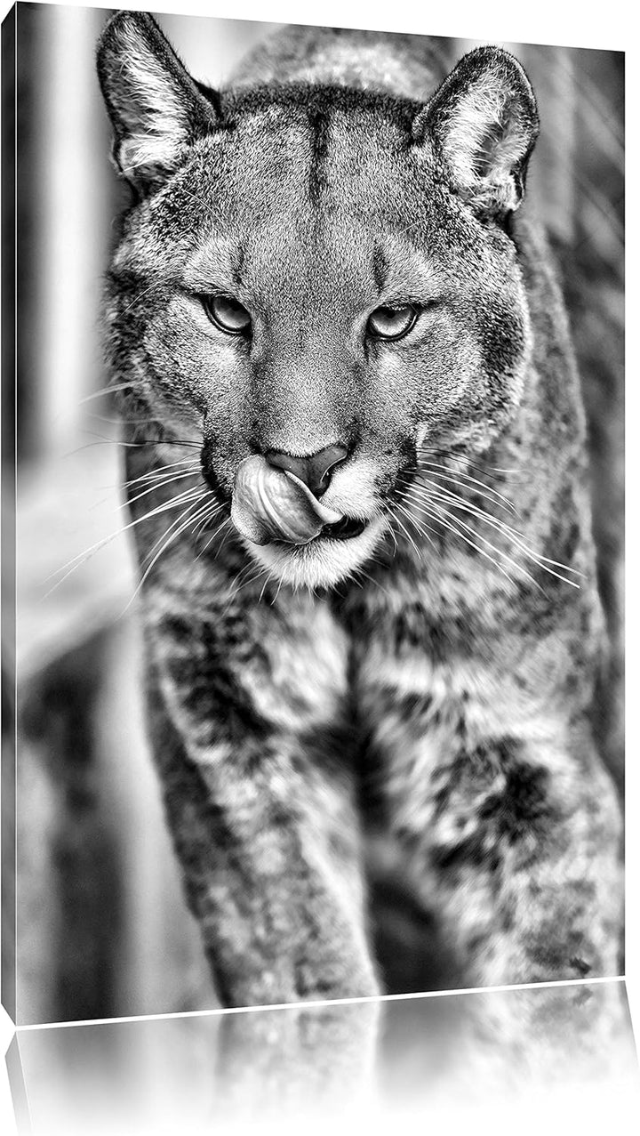 Monocrome, anmutiger Puma, Format: 100x70 auf Leinwand, XXL riesige Bilder fertig gerahmt mit Keilra