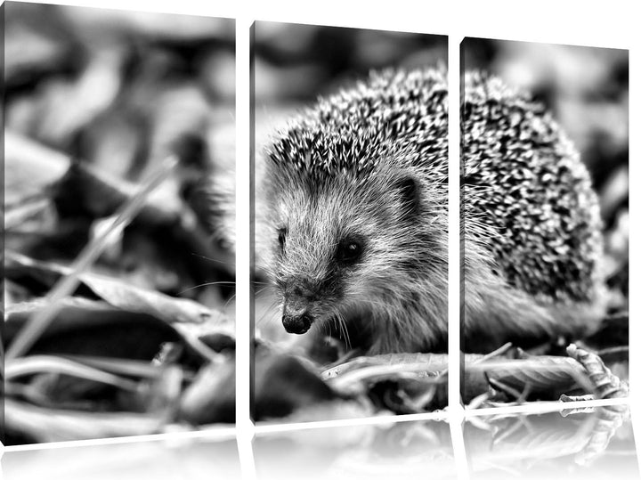 Pixxprint Kleiner Igel als Leinwandbild/Grösse: 3 Teilig (120x80 cm) cm/Wandbild/Kunstdruck/fertig b