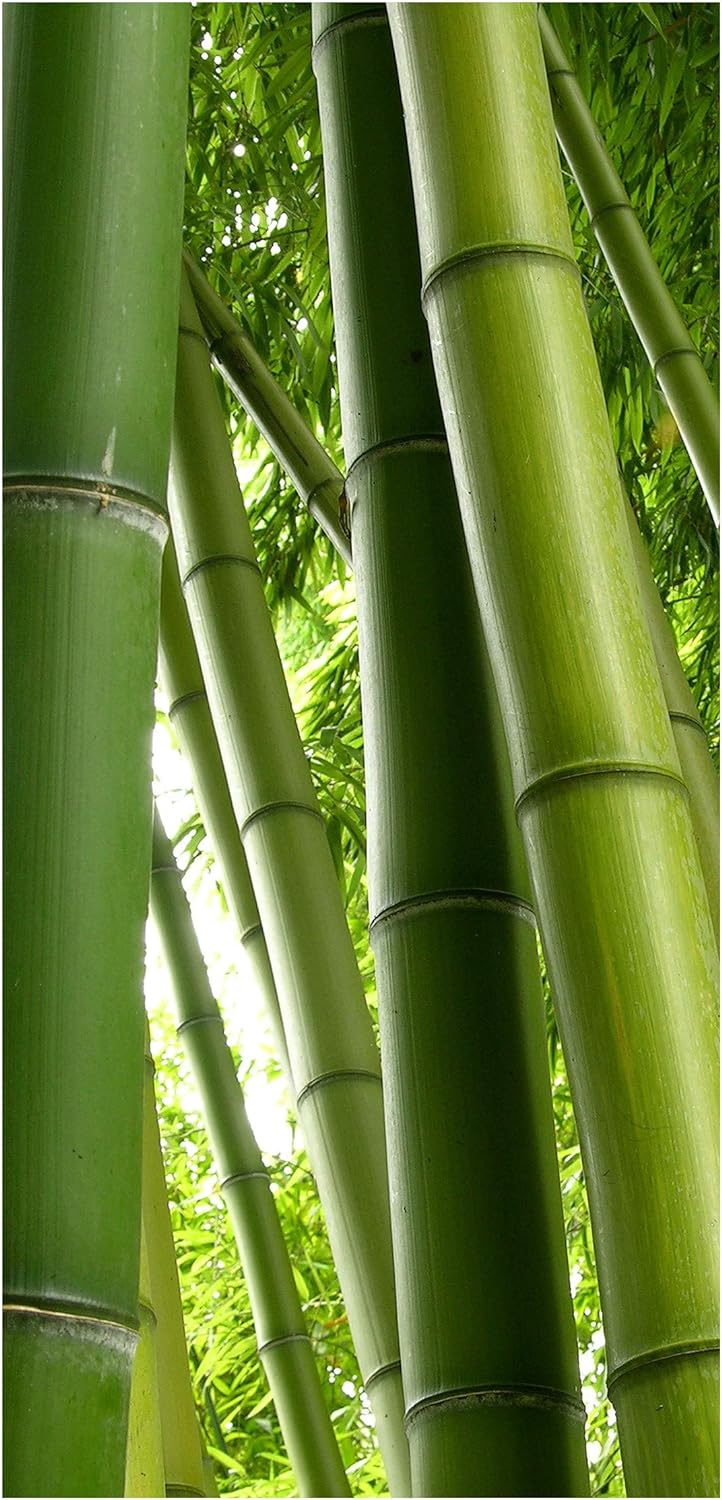 Bilderwelten Raumteiler Bamboo Trees 250x120cm ohne Halterung 250x120cm without hanger, 250x120cm wi