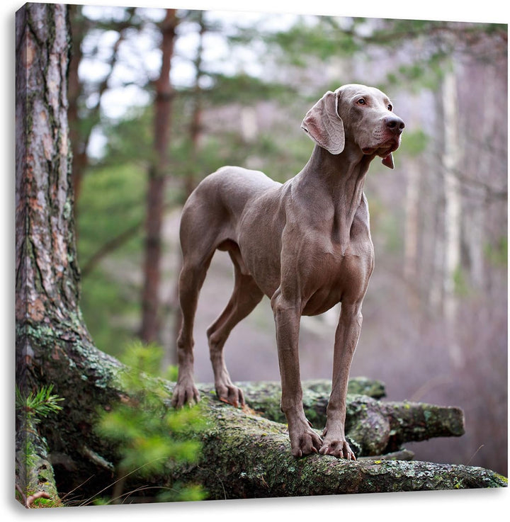 Edler Weimaraner im Wald, Format: 70x70 auf Leinwand, XXL riesige Bilder fertig gerahmt mit Keilrahm