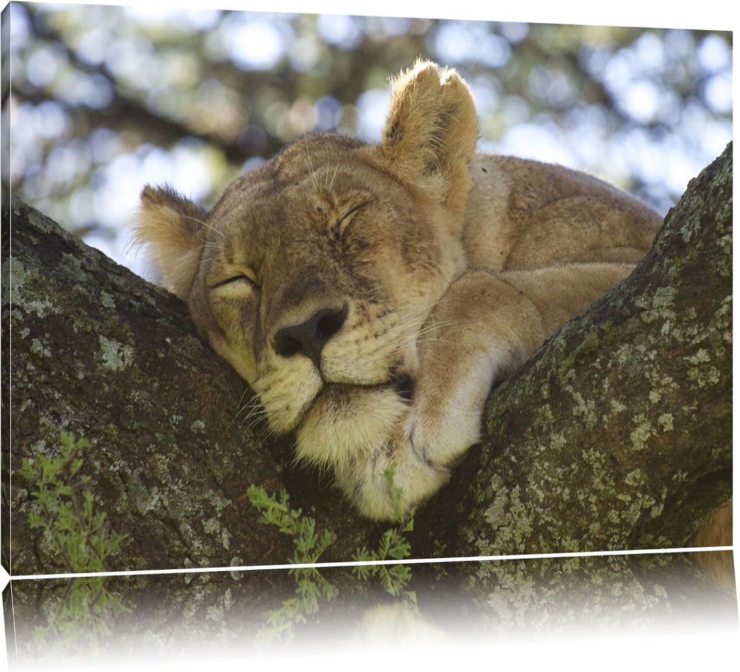 müde Löwin ruht auf Baum Leinwand, XXL riesige Bilder fertig gerahmt mit Keilrahmen, Kunstdruck auf