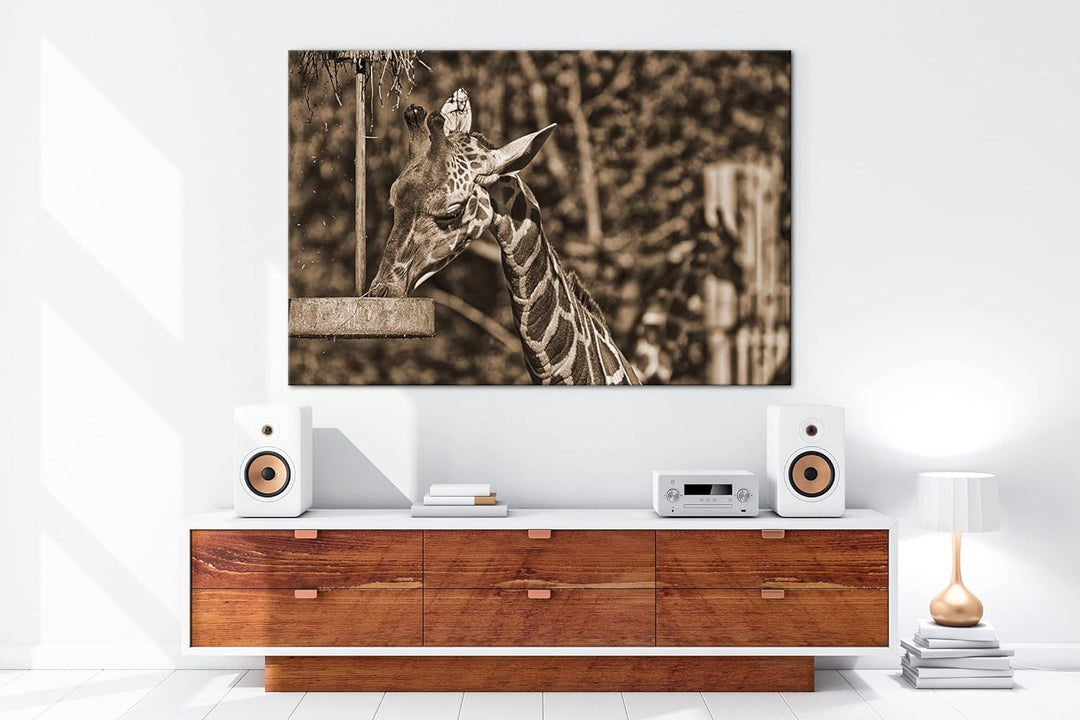 deyoli Giraffe beim Fressen Effekt: Sepia, Format: 80x60 als Leinwandbild, Motiv fertig gerahmt auf