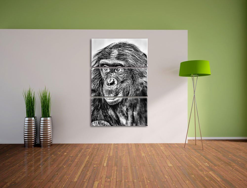 Pixxprint scheuer junger Gorilla als Leinwandbild/Grösse: 3 Teilig (120x80) cm/Wandbild/Kunstdruck/f