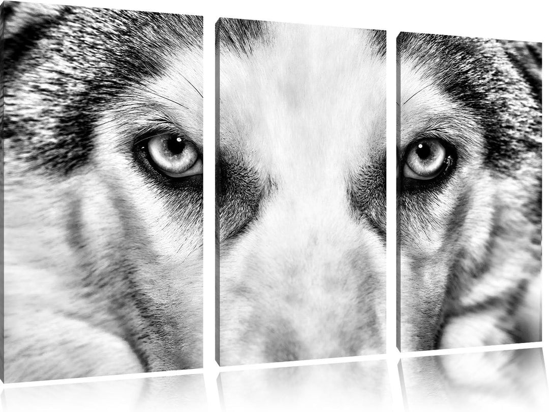 Pixxprint Husky mit Eisblauen Augen als Leinwandbild/Grösse: 3 Teilig (120x80) cm/Wandbild/Kunstdruc