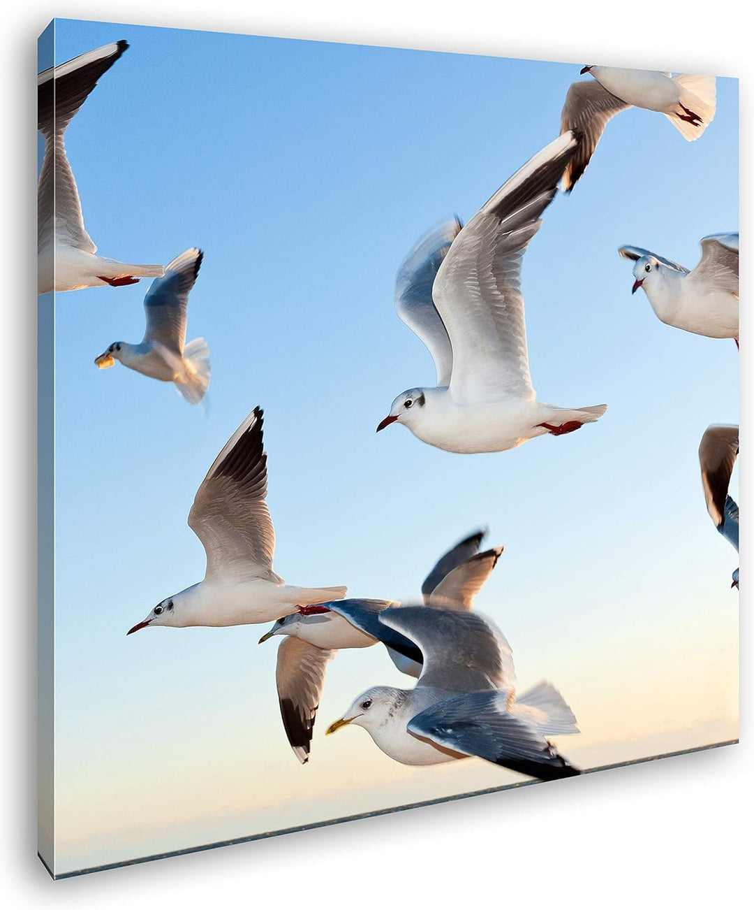 deyoli fliegen Möwen über Küste im Format: 70x70 als Leinwandbild, Motiv fertig gerahmt auf Echtholz