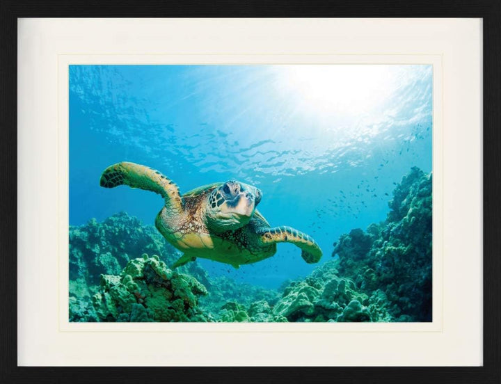 1art1 Unterwasserwelt Poster Meeres-Schildkröte Über Sonnendurchflutetem Korallenriff Gerahmtes Bild