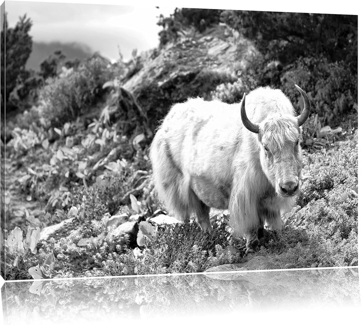 Pixxprint Schönes Yak Himalaya Kunst B&W als Leinwandbild/Grösse: 100x70 cm/Wandbild/Kunstdruck/fert