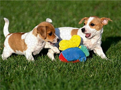 CALVENDO Puzzle Jack Russel Welpen 1000 Teile Lege-Grösse 64 x 48 cm Foto-Puzzle Bild von Berit Seib