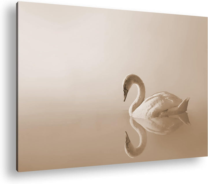deyoli einsamer weisser Schwan Format: 80x60 Effekt: Sepia als Leinwandbild, Motiv fertig gerahmt au