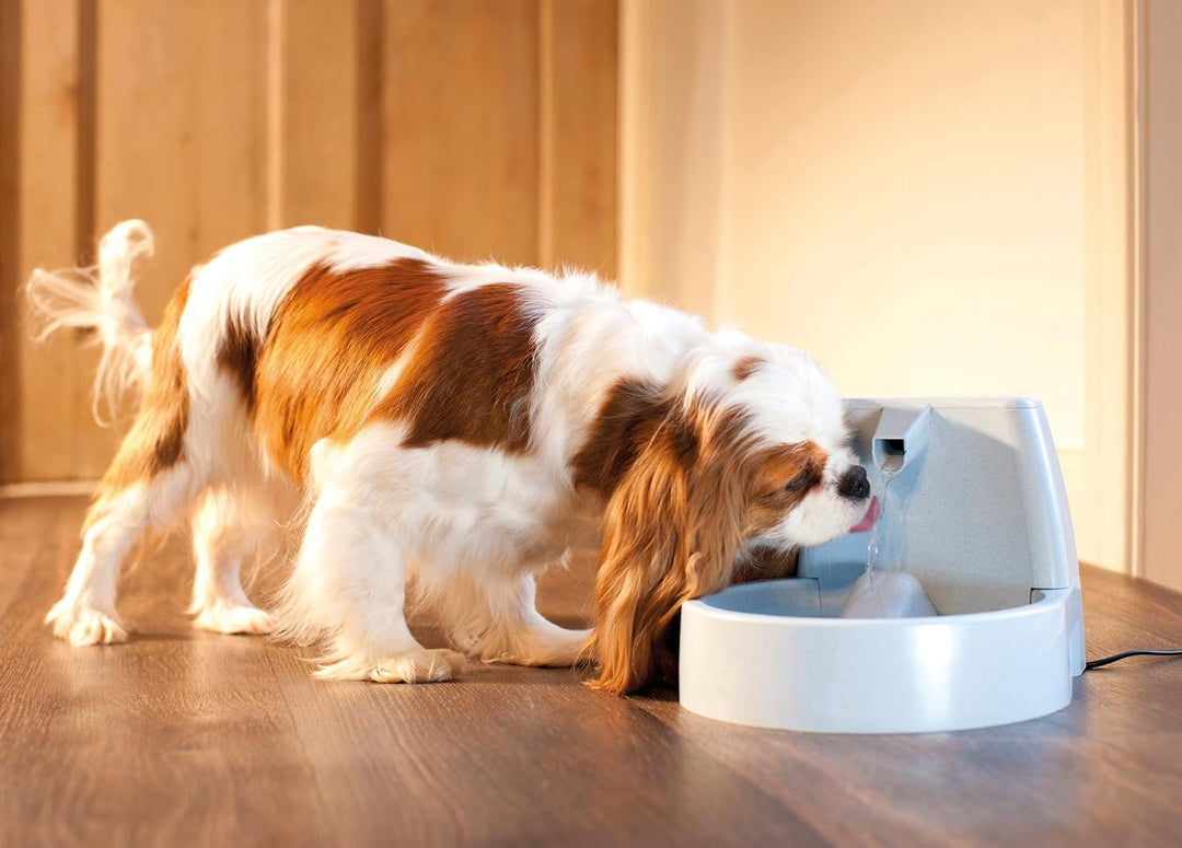 PetSafe Wave C6066510 Fountain Drinkwell Original, 1.5 L Haustier-Springbrunnen, Haustier-Springbrun