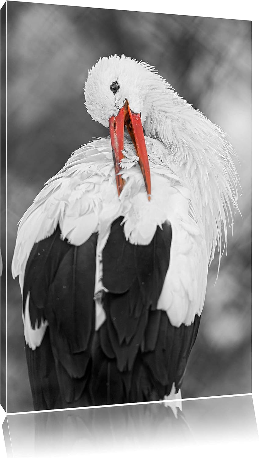 anmutiger grosser Storch putzt sich schwarz/weiss auf Leinwand, XXL riesige Bilder fertig gerahmt mi