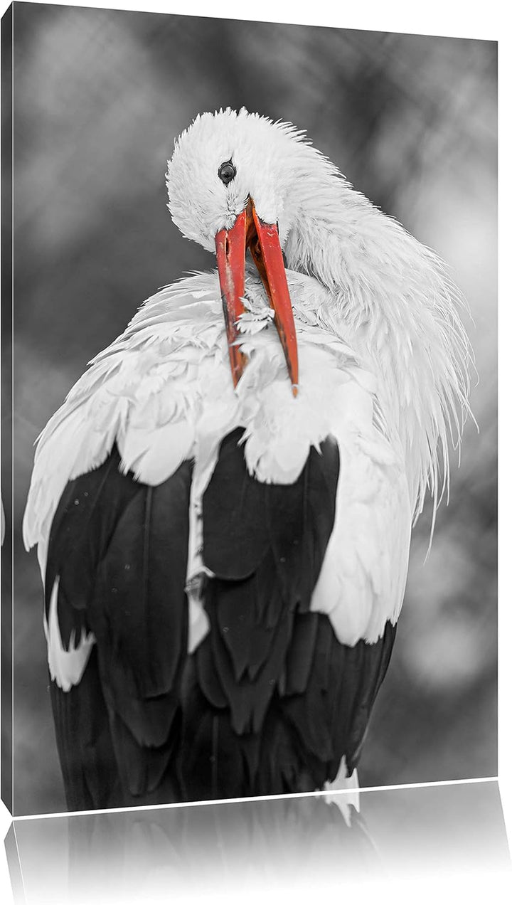 anmutiger grosser Storch putzt sich schwarz/weiss auf Leinwand, XXL riesige Bilder fertig gerahmt mi