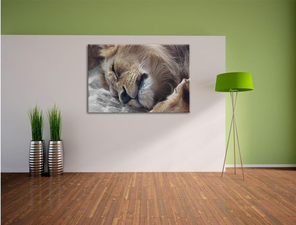 Pixxprint schlafender Löwe als Leinwandbild/Grösse: 120x80 cm/Wandbild/Kunstdruck/fertig bespannt, 1