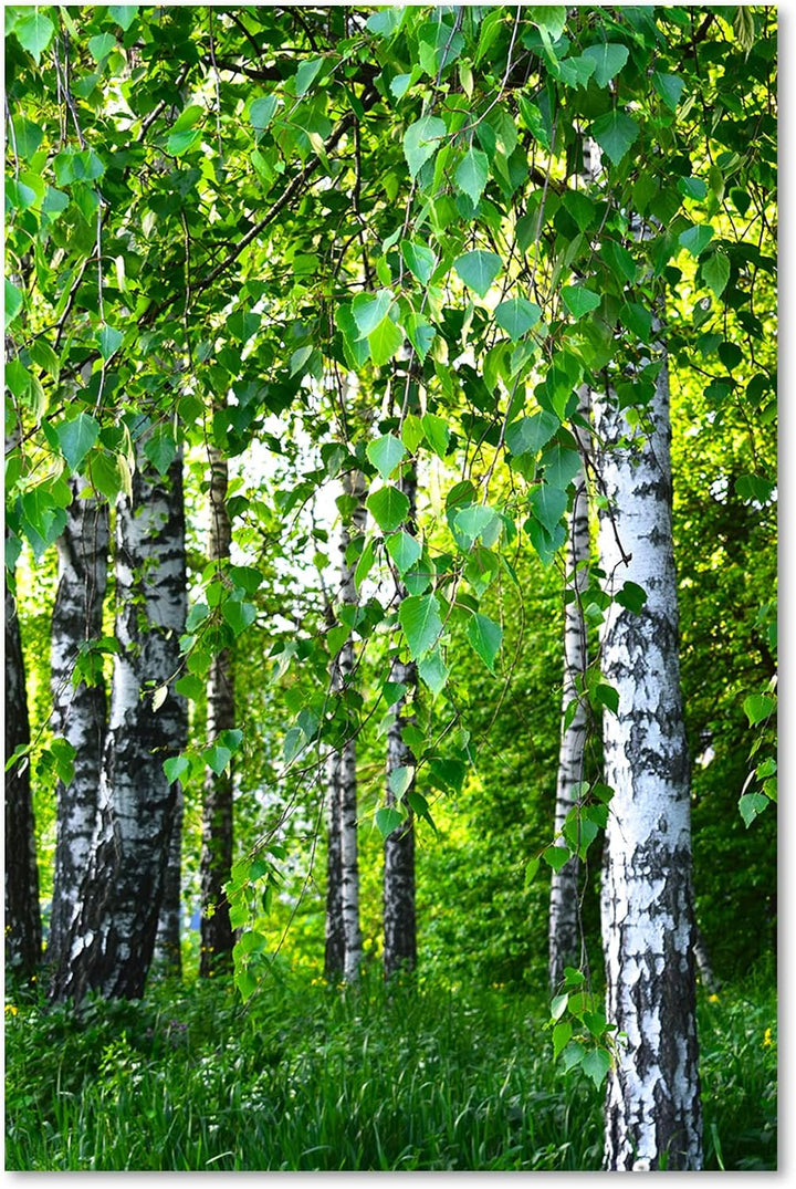 Feeby Wandbilder Birke Wald Landschaft XXL 80x120 cm 1Teilig Modern Vlies Bilder Leinwandbilder Bild