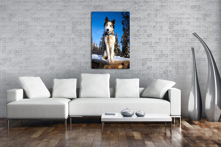 deyoli knuffiger Husky Format: 100x70 als Leinwand, Motiv fertig gerahmt auf Echtholzrahmen, Hochwer