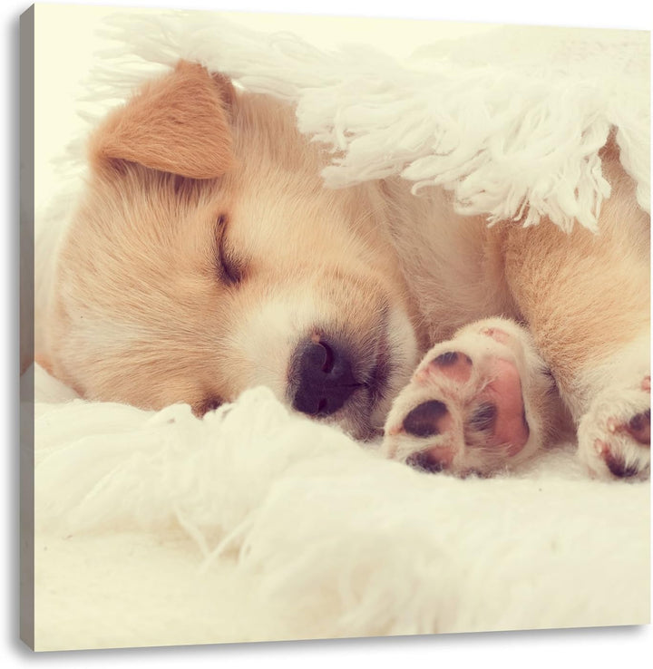 kleiner schlafender Welpe, Format: 70x70 auf Leinwand, XXL riesige Bilder fertig gerahmt mit Keilrah
