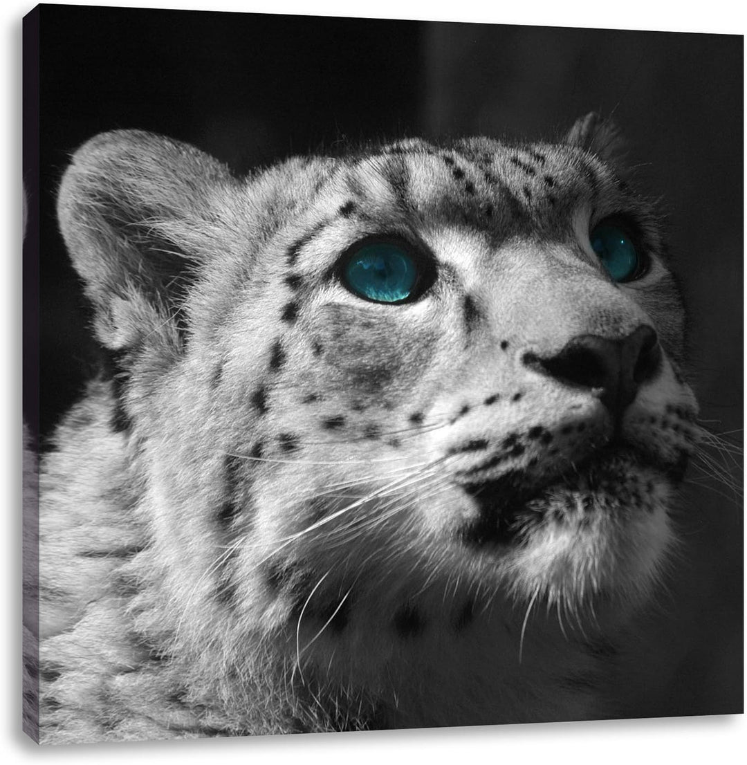 Pixxprint Schneeleopard Augen als Leinwandbild Quadratisch/Grösse: 70x70 / Wandbild/Kunstdruck/ferti