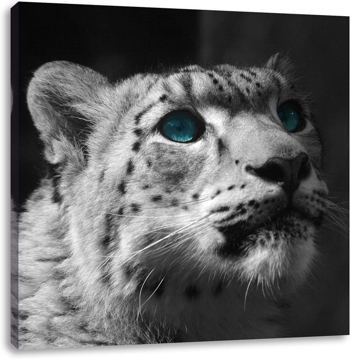 Pixxprint Schneeleopard Augen als Leinwandbild Quadratisch/Grösse: 70x70 / Wandbild/Kunstdruck/ferti