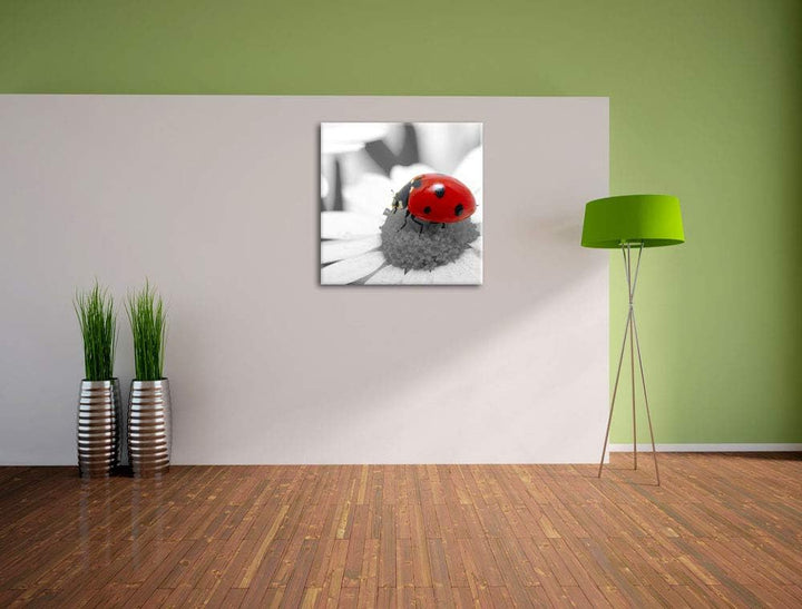 Pixxprint süsser Marienkäfer auf Gänseblume schwarz/weiss, Format: 70x70 auf Leinwand, 70x70