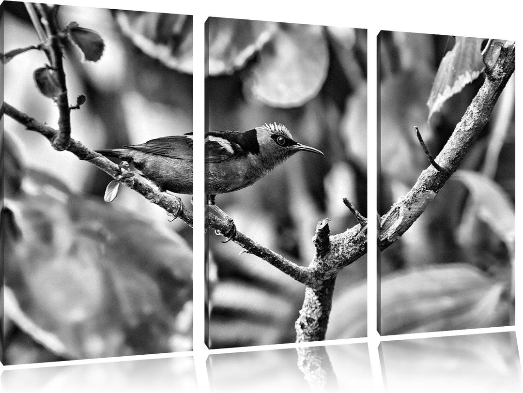 Pixxprint Türkisnaschvogel auf AST als Leinwandbild/Grösse: 3 Teilig (120x80) cm/Wandbild/Kunstdruck