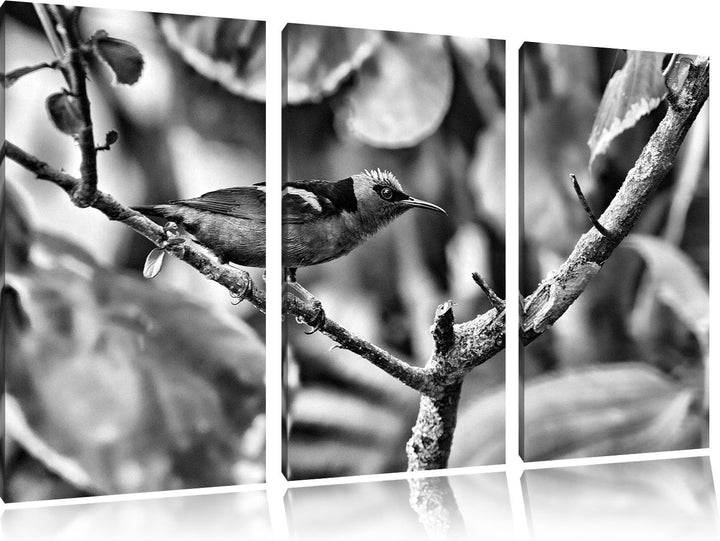 Pixxprint Türkisnaschvogel auf AST als Leinwandbild/Grösse: 3 Teilig (120x80) cm/Wandbild/Kunstdruck