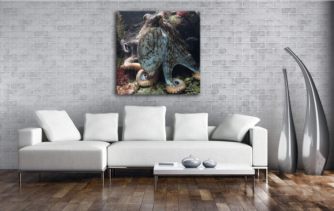 deyoli Oktopus am Korallenriff Format: 70x70 als Leinwandbild, Motiv fertig gerahmt auf Echtholzrahm