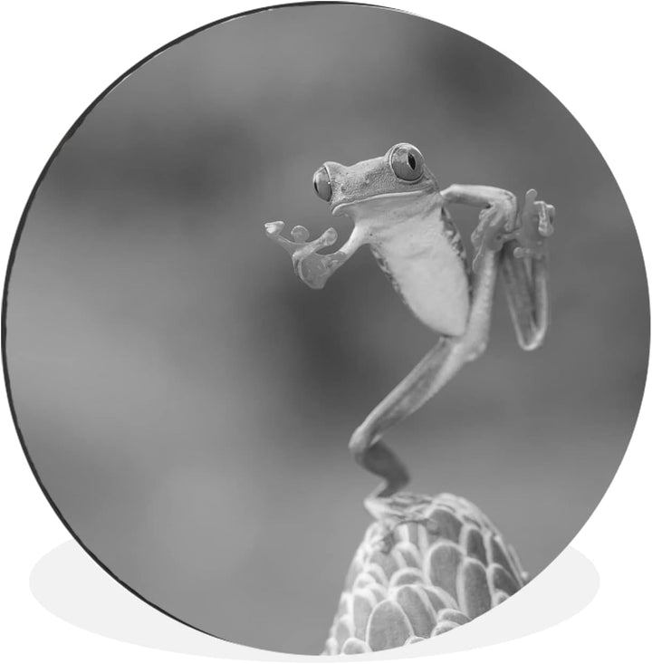 MuchoWow Wandbild Rund Wanddeko Deko Wohnzimmer Bilder 60x60 cm Der rotäugige Laubfrosch in Costa Ri