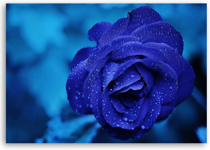 Feeby Leinwandbild Rose Bild Kunstdruck für Wohnzimmer Blau 70x50 cm M14575 70x50 cm, M14575 70x50 c