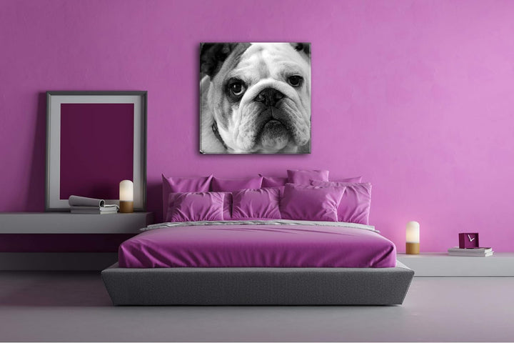 deyoli Englische Bulldogge im Format: 70x70 Effekt: Schwarz&Weiss als Leinwandbild, Motiv auf Echtho