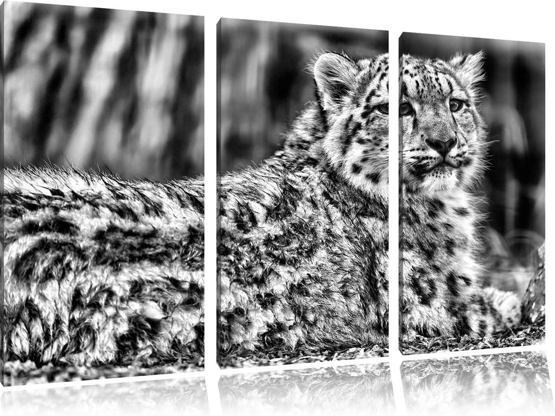 Pixxprint Monocrome, anmutiger Schneeleopard 3-Teiler Leinwandbild 120x80 Bild auf Leinwand