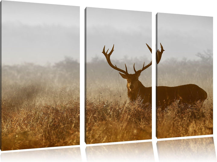 Pixxprint Rotwild Hirsch in Abenddämmerung als Leinwandbild/Grösse: 3 Teilig (120x80 cm) cm/Wandbild