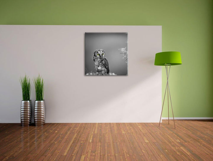 Pixxprint Kleine neugierige Eule schwarz/weiss, Format: 70x70 auf Leinwand, 70x70
