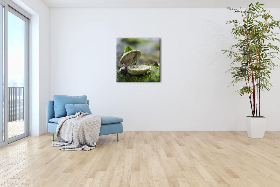 alte Meeresmuschel Format: 60x60 als Leinwandbild, Motiv fertig gerahmt auf Echtholzrahmen, Hochwert