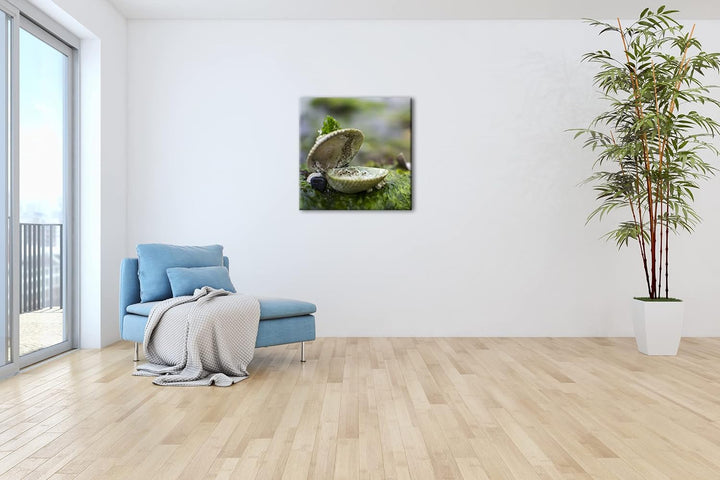 alte Meeresmuschel Format: 60x60 als Leinwandbild, Motiv fertig gerahmt auf Echtholzrahmen, Hochwert