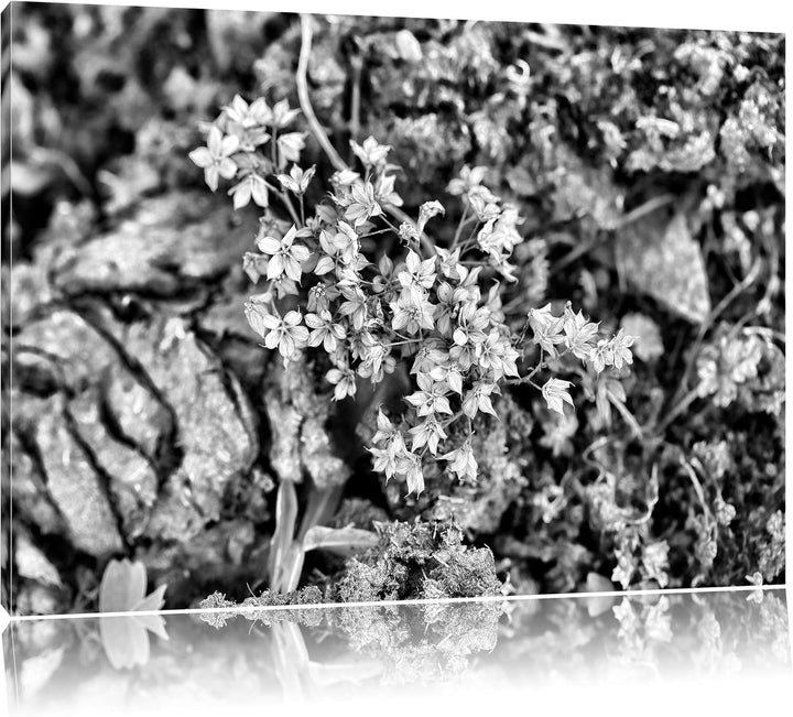 Pixxprint kleine weisse Sternblumen / 100x70cm Leinwandbild bespannt auf Holzrahmen/Wandbild Kunstdr