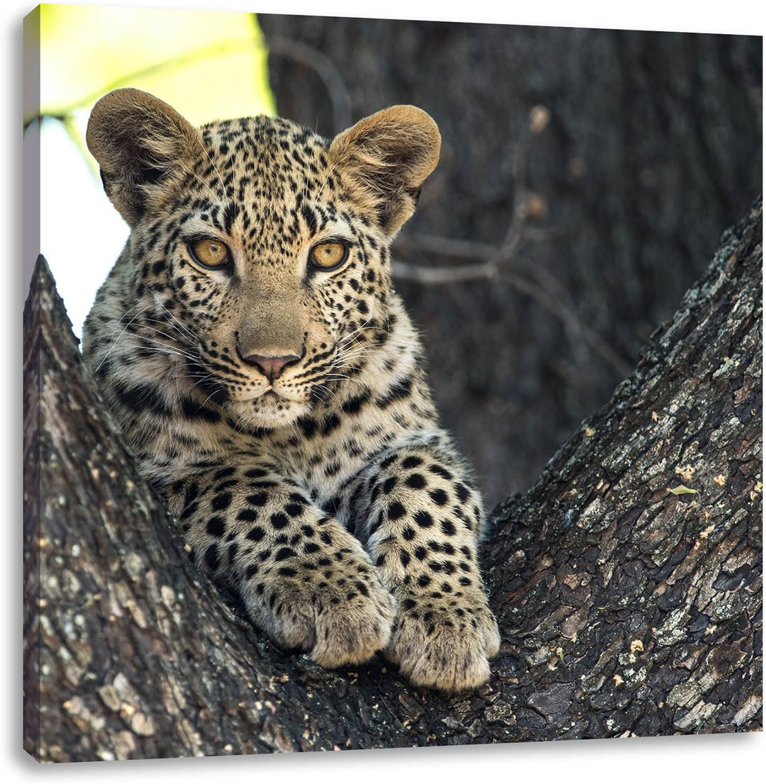 Pixxprint Leopardenbaby, Format: 70x70 auf Leinwand, XXL riesige Bilder fertig gerahmt mit Keilrahme