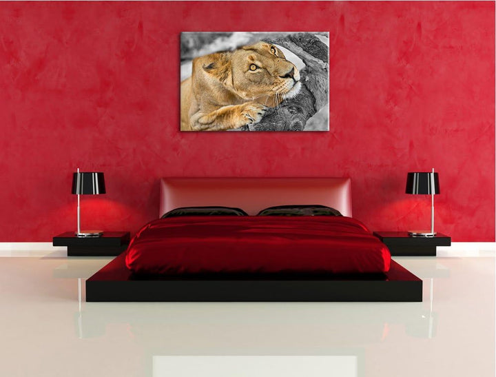 listige Löwin schwarz/weiss Format: 100x70auf Leinwand, XXL riesige Bilder fertig gerahmt mit Keilra