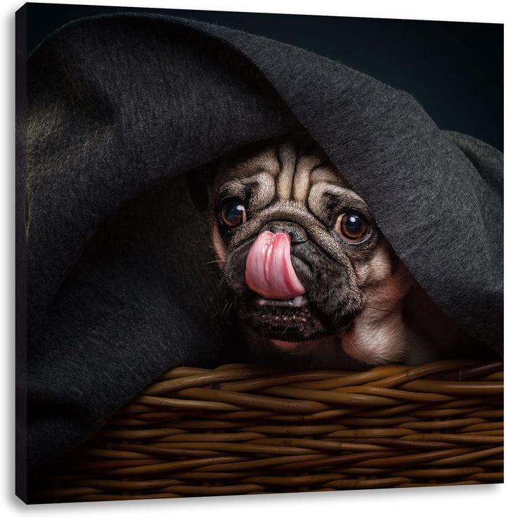 Süsser Mops unter der Decke, Format: 70x70 auf Leinwand, XXL riesige Bilder fertig gerahmt mit Keilr