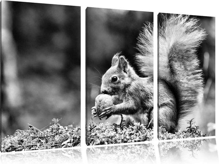 Pixxprint Eichhörnchen mit Nuss als Leinwandbild/Grösse: 3 Teilig (120x80) / Wandbild/Kunstdruck/fer