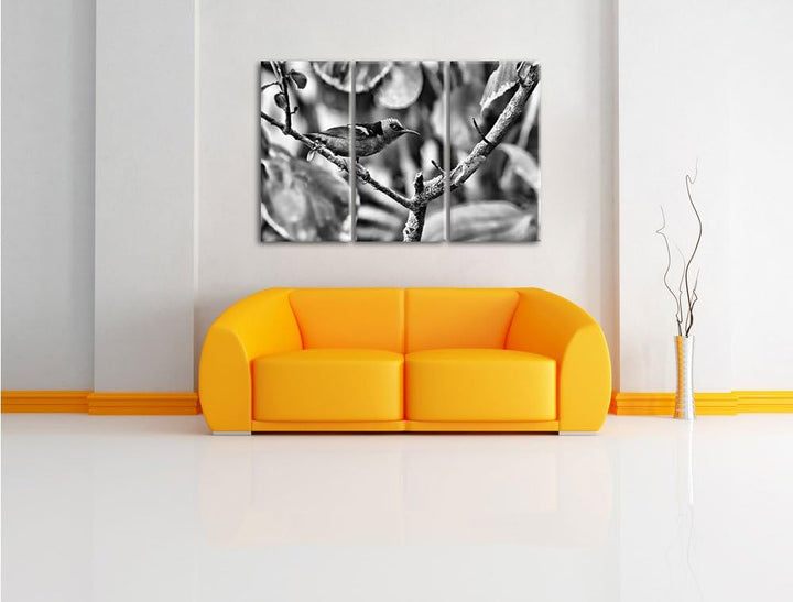 Pixxprint Türkisnaschvogel auf AST als Leinwandbild/Grösse: 3 Teilig (120x80) cm/Wandbild/Kunstdruck