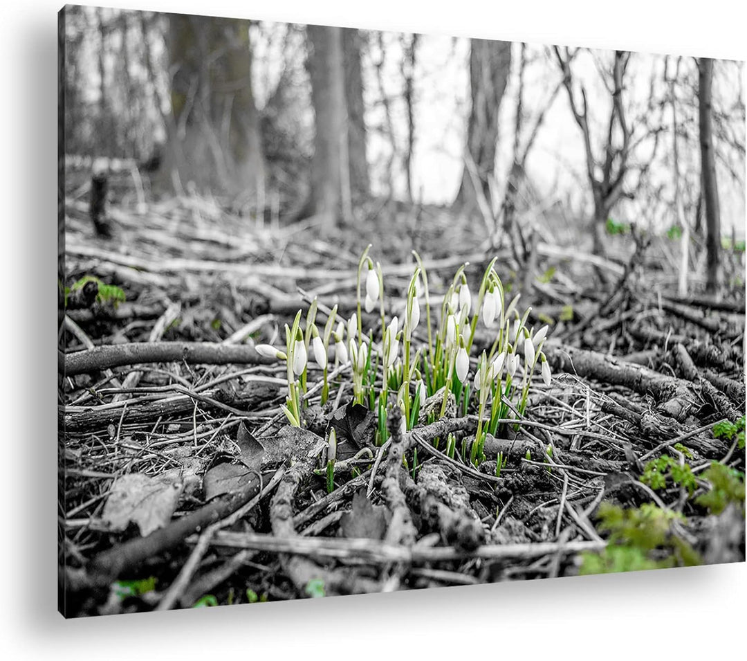 deyoli Der Frühling kommt - wachsende Schneeglöckchen Format: 80x60 als Leinwand, Motiv fertig gerah