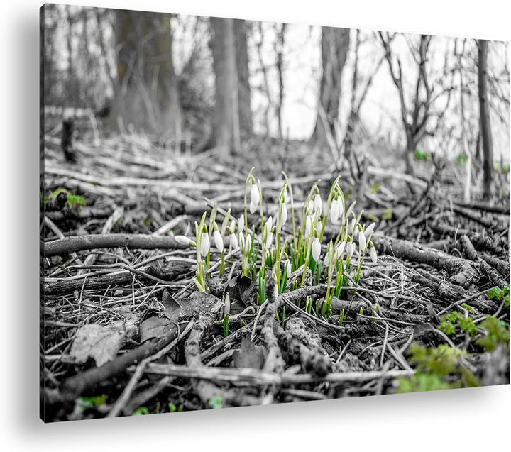deyoli Der Frühling kommt - wachsende Schneeglöckchen Format: 80x60 als Leinwand, Motiv fertig gerah