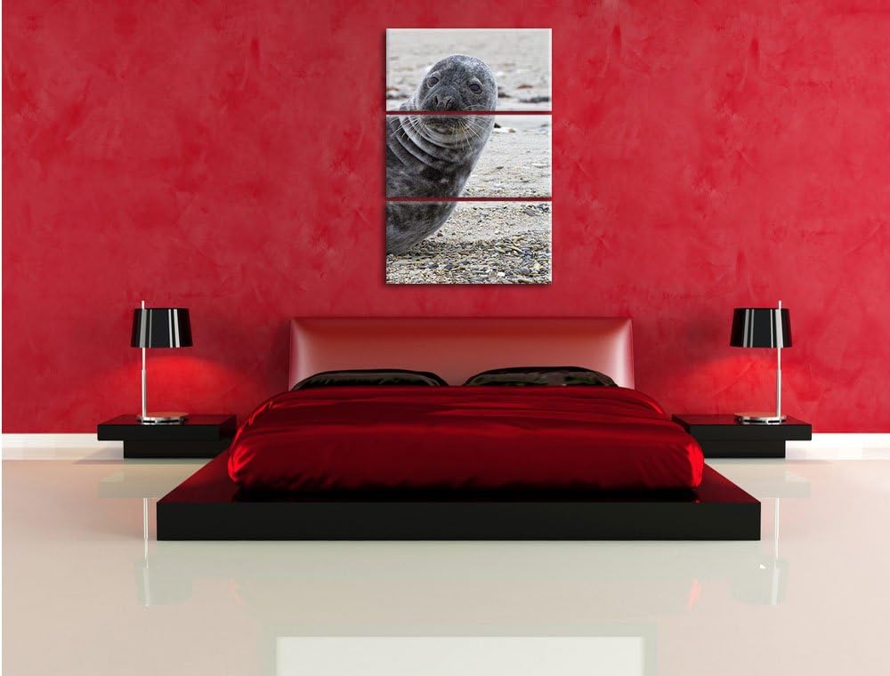 Pixxprint Robbe an Kiesstrand als Leinwandbild/Grösse: 3 Teilig (120x80) cm/Wandbild/Kunstdruck/fert