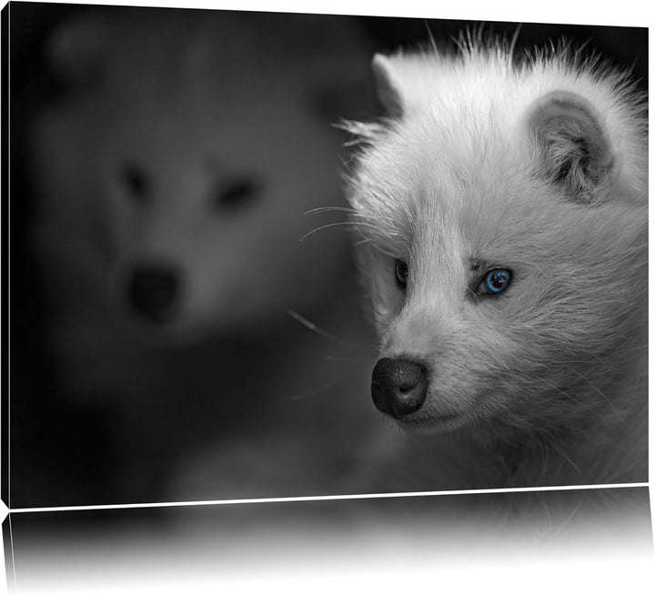 hübscher Polarfuchs in Höhle schwarz/weiss auf Leinwand, XXL riesige Bilder fertig gerahmt mit Keilr