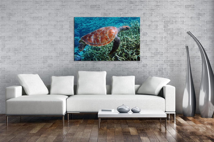 deyoli exotische Schildkröte im Ozean im Format: 80x60 als Leinwandbild, Motiv fertig gerahmt auf Ec